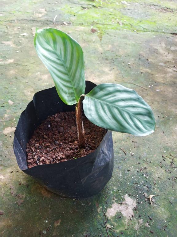 Calathea for sale 100php, Furniture & Home Living, Gardening, Plants