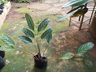 Calathea for sale 100php