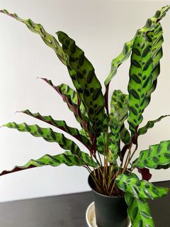（分類：）位於 。 由 greener.planet 提交（商品編號 1164474734，圖片 1）。簡介： 。
