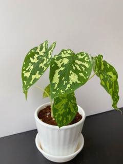 （分類：）位於 。 由 greener.planet 提交（商品編號 1164612720，圖片 1）。簡介： 。