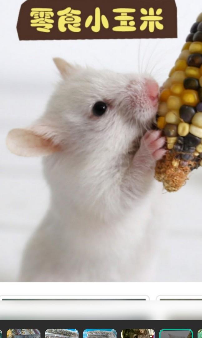 Corn Cob Can Hamsters Eat Corn Can Dogs Eat Corn? Benefits, Risks