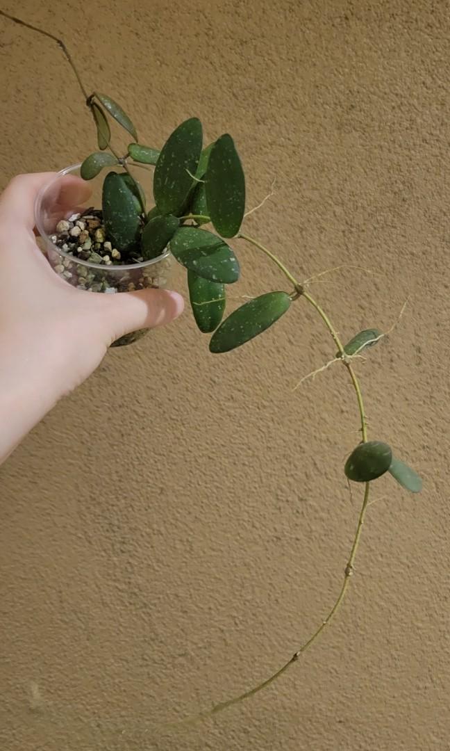 Hoya GPS 7240 (Category: Plants & Seeds) located in Cavite. Submitted by silvercarousel15 (Listing ID 1164552094, Image 1). Description: .
