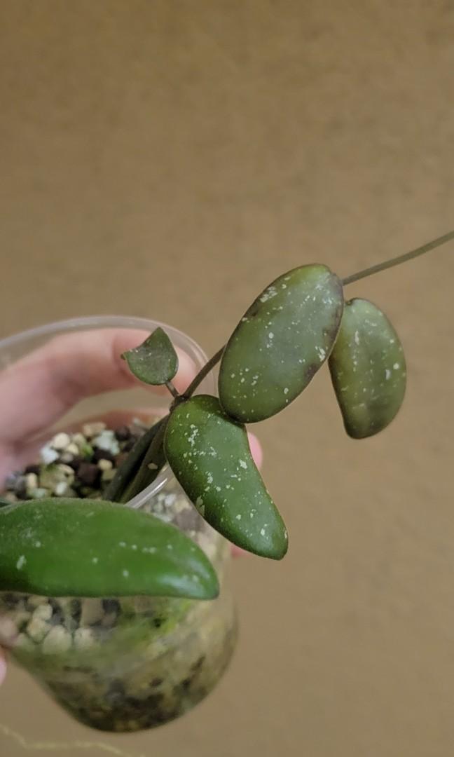 Hoya GPS 7240 (Category: Plants & Seeds) located in Cavite. Submitted by silvercarousel15 (Listing ID 1164552094, Image 2). Description: .
