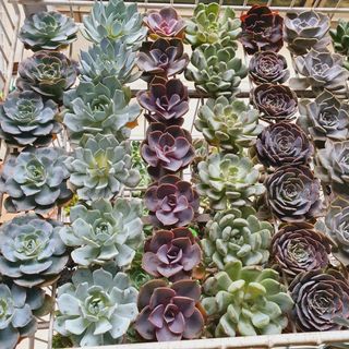 (Category: ) located in . Submitted by succulentworldsg (Listing ID 1164544432, Image 1). Description: .
