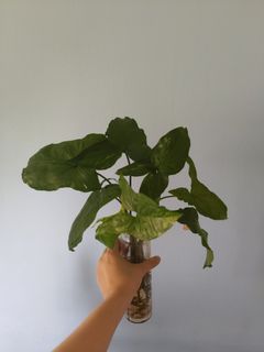 (Category: ) located in . Submitted by plantbaos (Listing ID 1164463676, Image 1). Description: .