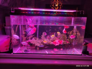 (Category: ) located in . Submitted by beautifool84 (Listing ID 1164779722, Image 1). Description: .