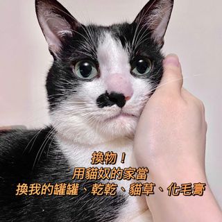 由 wowowocat (刊登 ID 1164653955，圖片 1) 提交，位於 的 (類別：)，說明：。