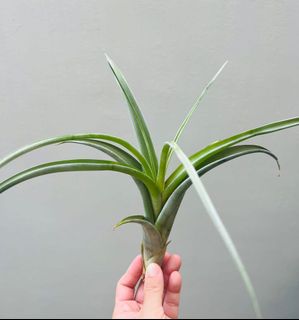 (Category: ) located in . Submitted by epiphytes (Listing ID 1164770067, Image 1). Description: .