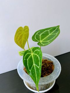 （分類：）位於 。 由 greener.planet 提交（商品編號 1164742327，圖片 1）。簡介： 。