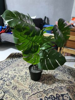 (Category: ) located in . Submitted by UncleSam (Listing ID 1164768414, Image 1). Description: .