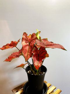 （分類：）位於 。 由 greener.planet 提交（商品編號 1164737472，圖片 1）。簡介： 。