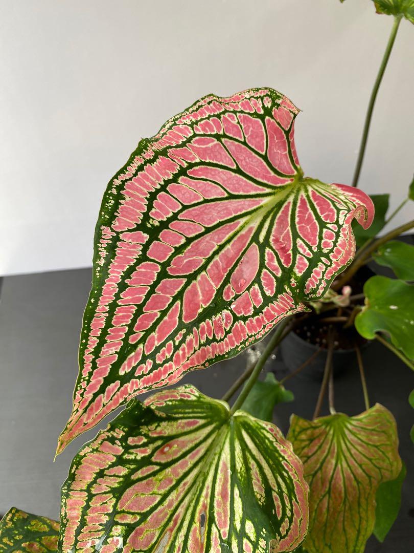 Caladium Thai Beauty泰國美人芋彩葉芋觀葉植物 傢俬 家居 園藝 植物及種子 Carousell