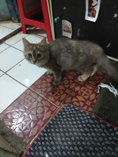 (Kategori: ) berada di . Dikirim oleh mpit28 (ID iklan 1164646726, Gambar 1). Deskripsi: .