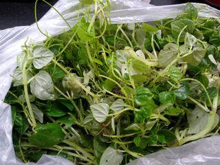 Peperomia pellucida 软骨草 