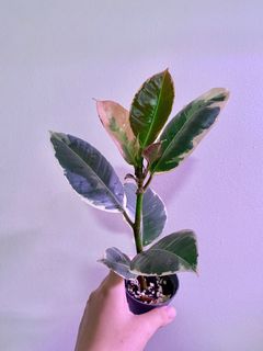 (Category: ) located in . Submitted by Plants4U (Listing ID 1164759539, Image 1). Description: .