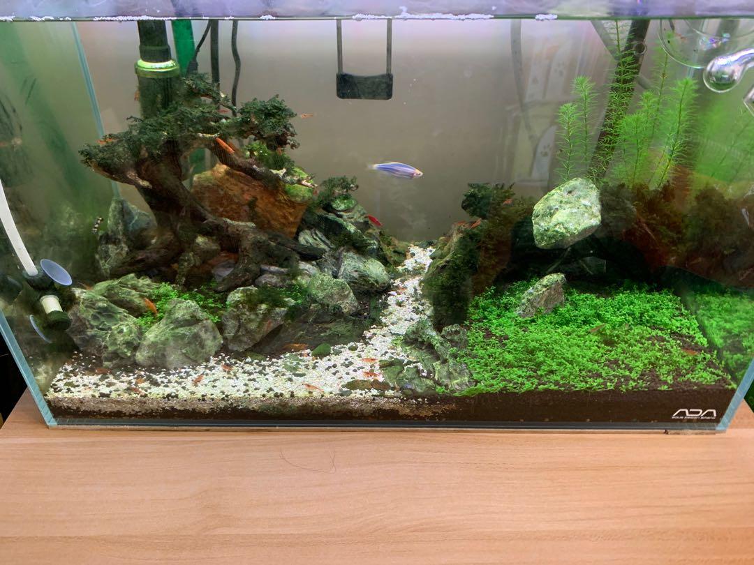 18寸ada魚缸水草影水草蝦 其他 其他 Carousell