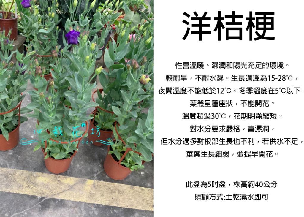 心栽花坊 洋桔梗花 桔梗 5吋盆 季節限定 綠化植物 觀花植物 草本植物 售價180特價150 家具及居家用品 園藝 植物及種子在旋轉拍賣