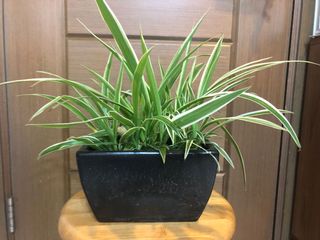 （分類：）位於 。 由 hoichun81 提交（商品編號 1164913074，圖片 1）。簡介： 。