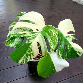 🌱 Monstera albo top-cutting 4 leaves established