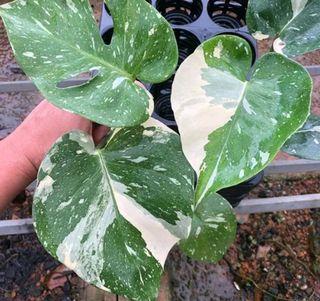 Monstera Variegate