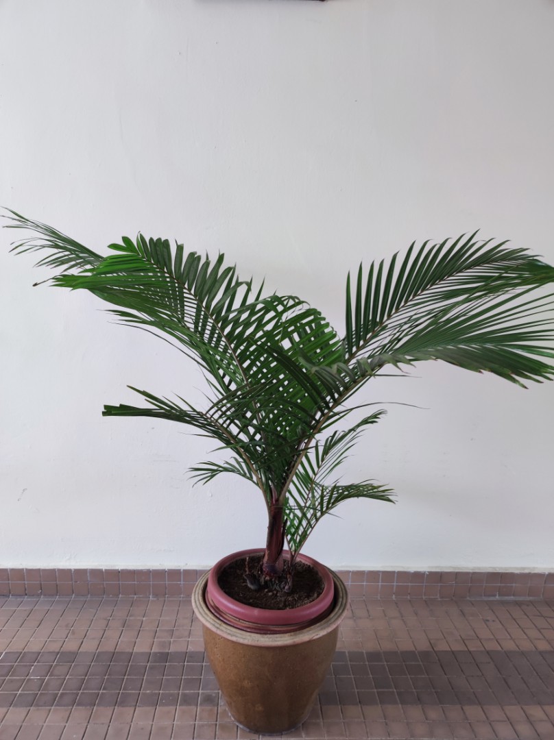 Palm tree, Furniture & Home Living, Gardening, Plants & Seeds on Carousell