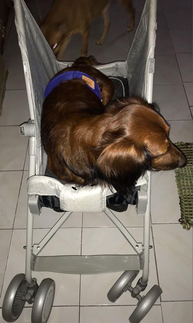 Pet Dog Stroller Open Converted Type, Pet Supplies, Homes & Other Pet Accessories on Carousell