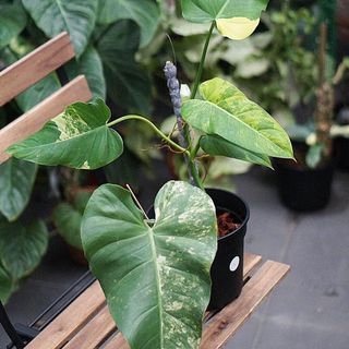 (Category: ) located in . Submitted by botaniquejungle (Listing ID 1164966501, Image 1). Description: .