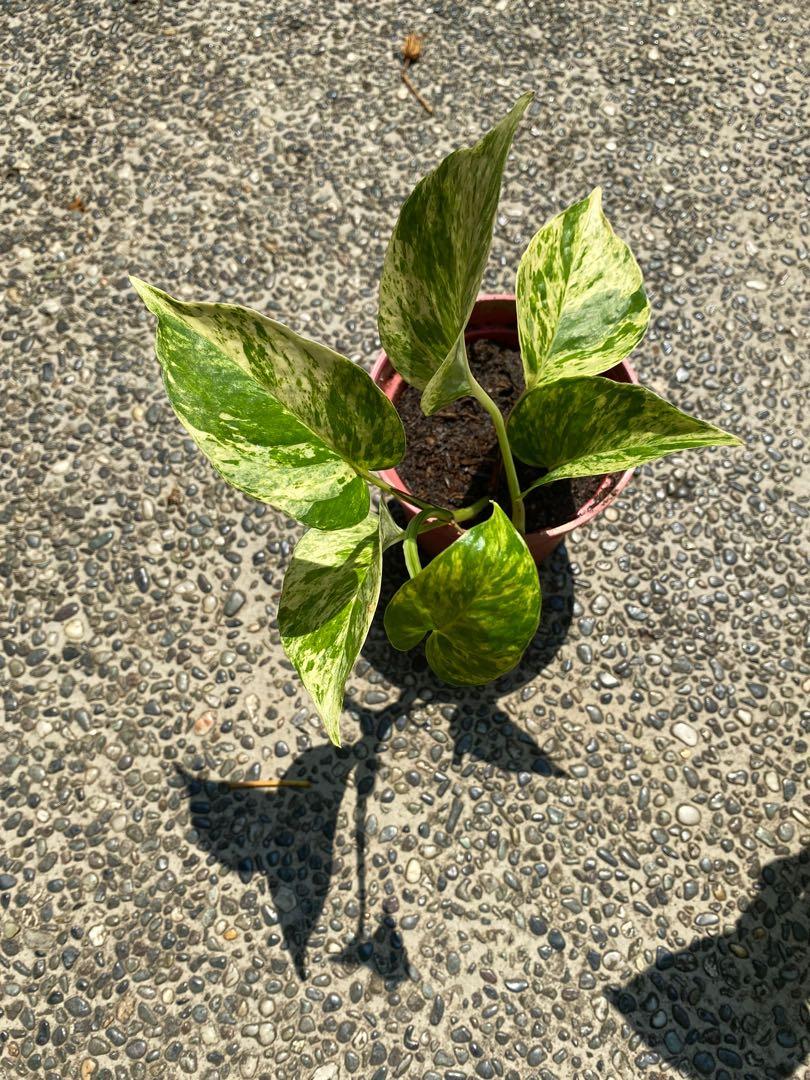 Pothos Bundle: Marble Queen, Golden, Furniture & Home Living, Gardening ...