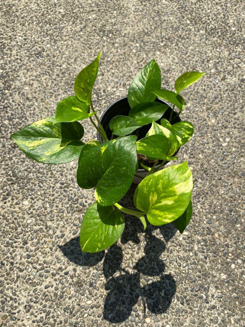 Pothos Bundle: Marble Queen, Golden, Furniture & Home Living, Gardening ...