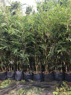 thai bamboo for fence🌱🌱