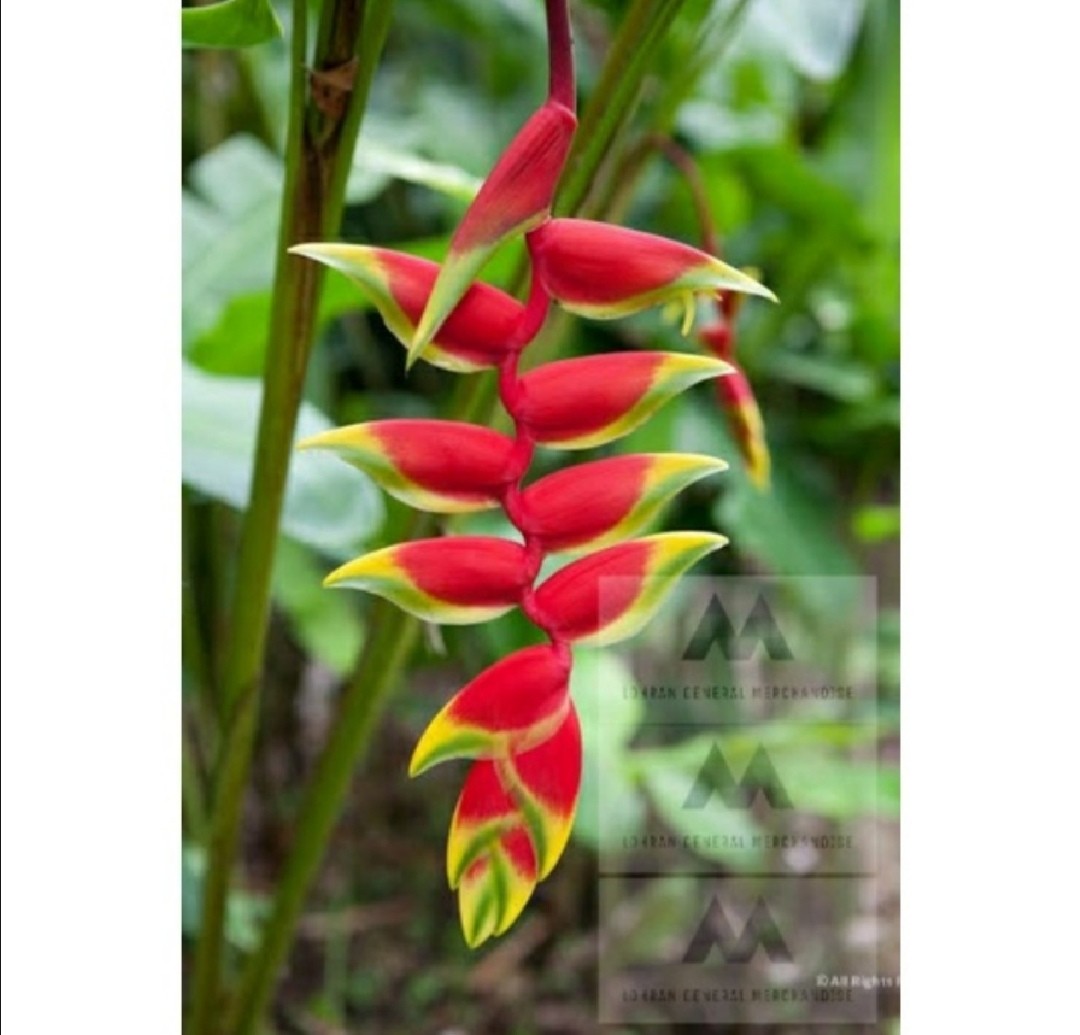The lobster claw plant, officially Heliconia rostrata, Furniture & Home
