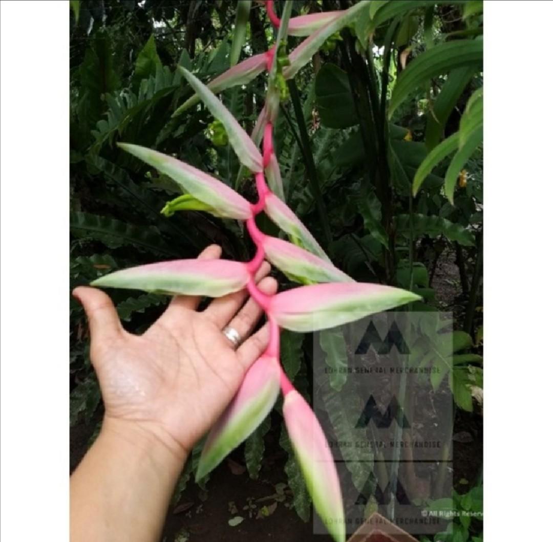 The lobster claw plant, officially Heliconia rostrata, Furniture & Home