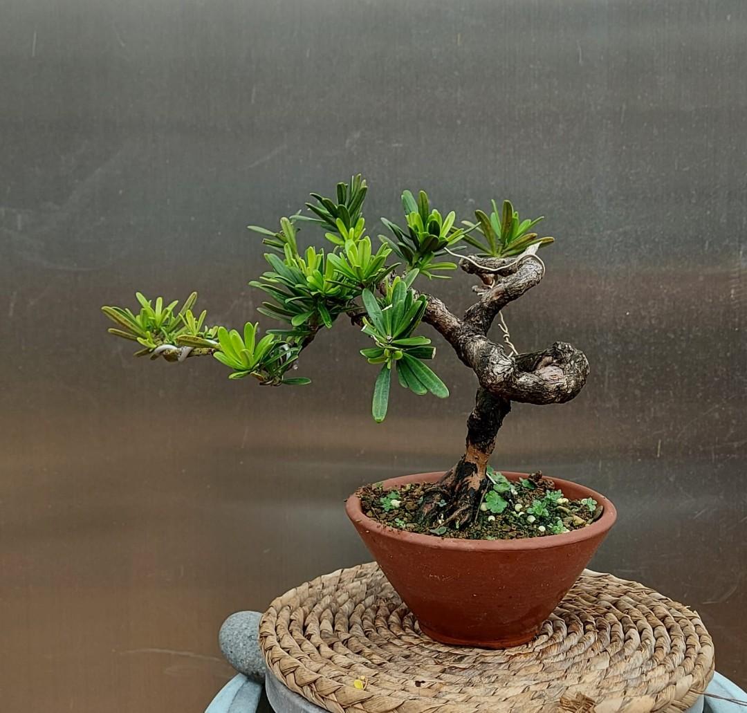 金鑽羅漢松盆景 傢俬 家居 園藝 盆栽 Carousell
