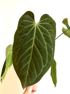 Anthurium Papillilaminum Hybrid