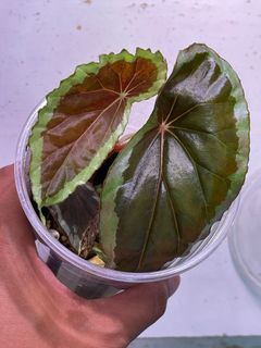 （分類：）位於 。 由 thelostforest 提交（商品編號 1165186190，圖片 1）。簡介： 。