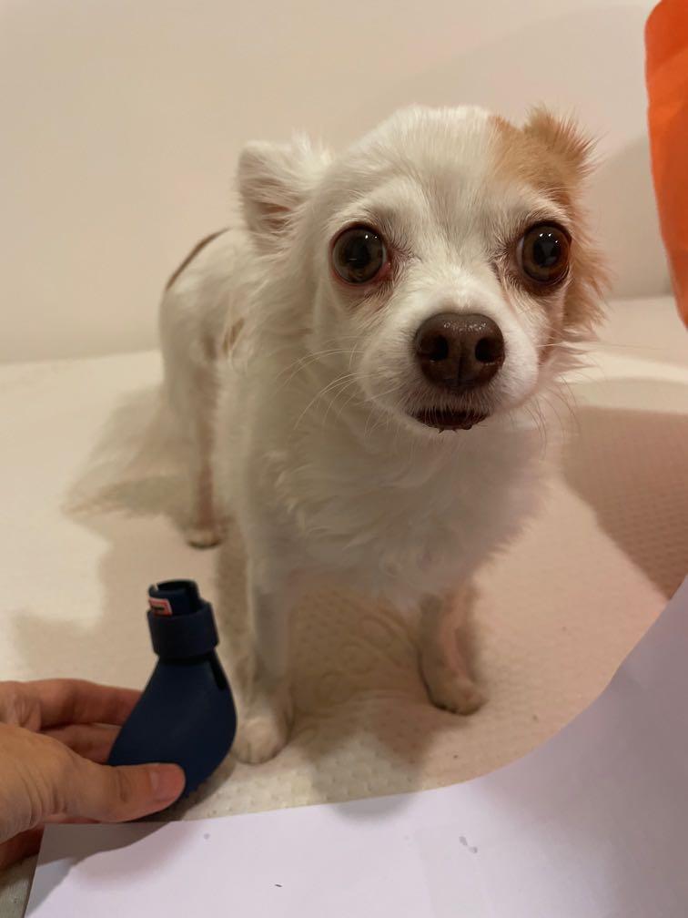 Xs dog shoes store