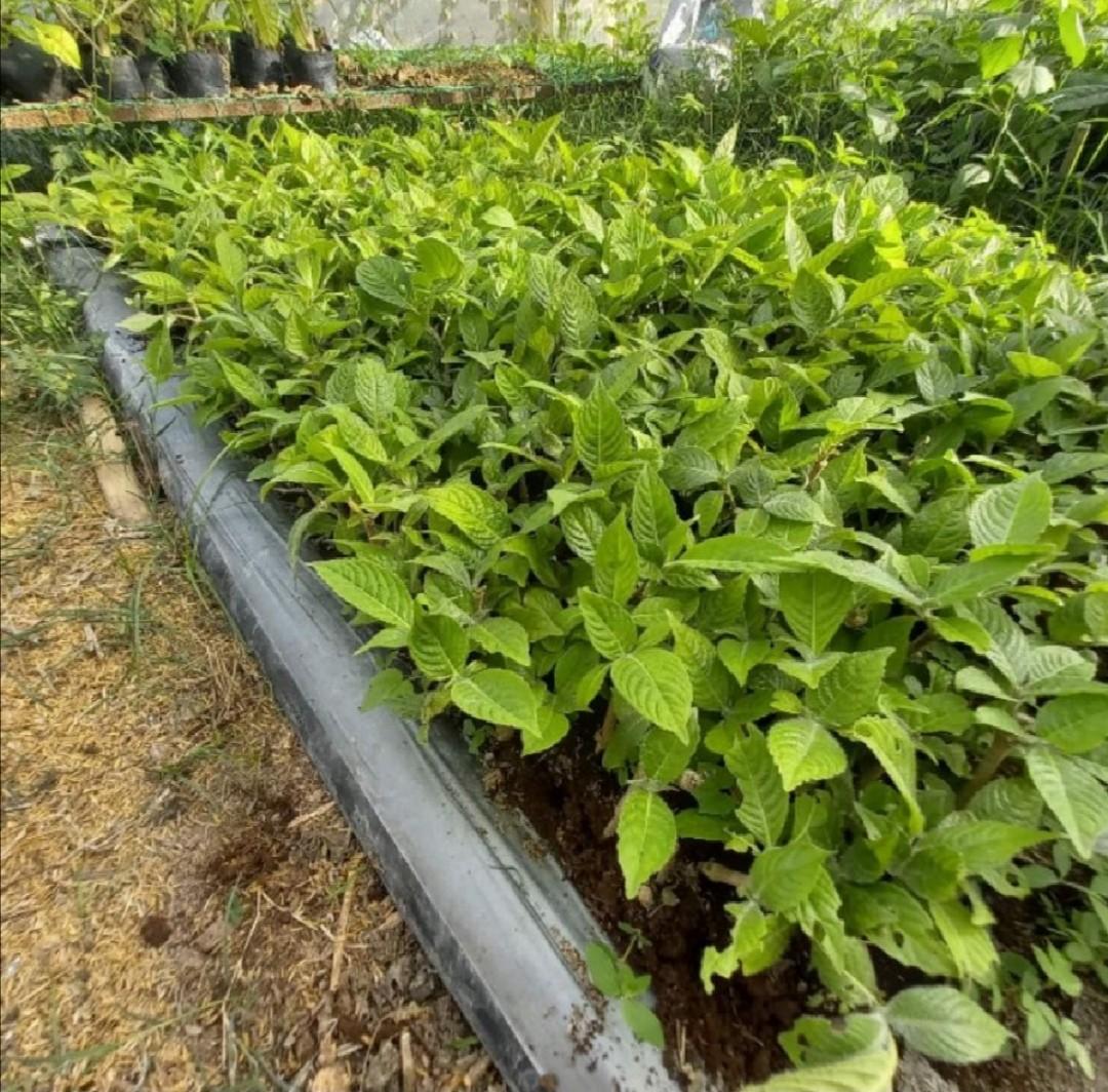 MADRE DE AGUA OR Trichantera gigantean Nees ROOTED OR ESTABLISH