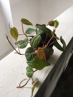 (Category: ) located in . Submitted by garden_pride (Listing ID 1165047351, Image 1). Description: .