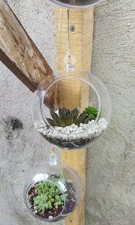 Plastic Glass Bowl with Succulents