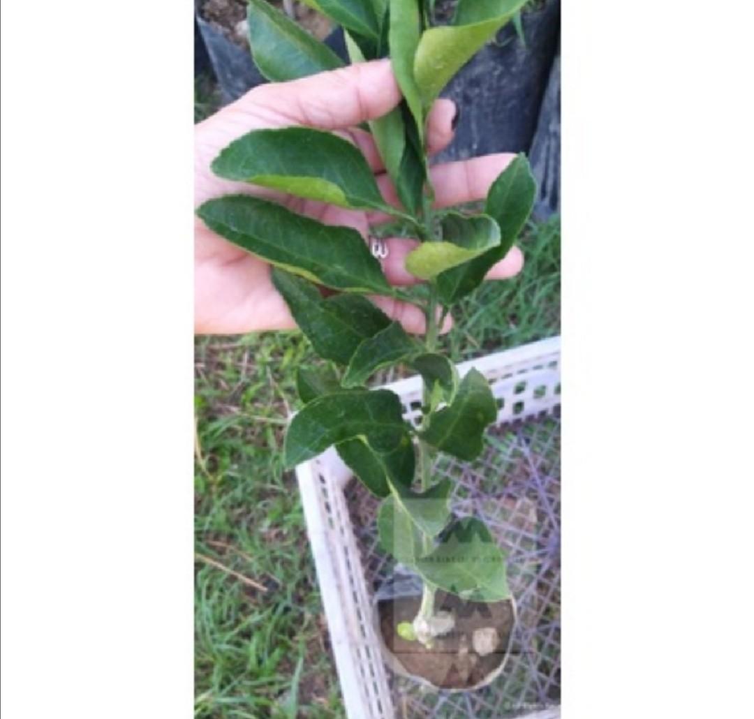 Satsuma Tangerines Seedlings Live Plant, Furniture & Home Living, Gardening, Plants & Seeds on