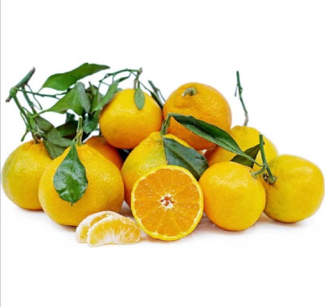 Satsuma Tangerines Seedlings Live Plant, Furniture & Home Living