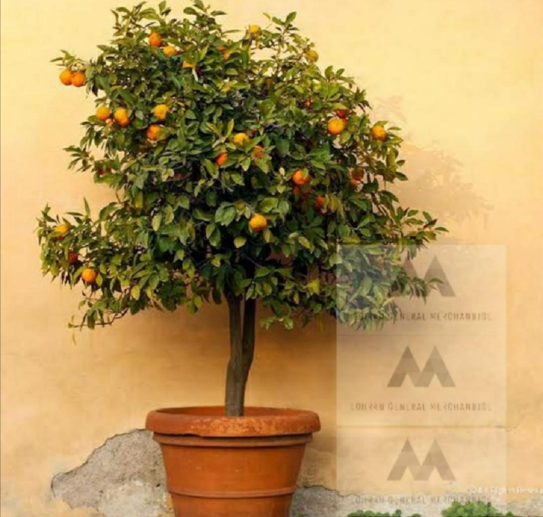 Satsuma Tangerines Seedlings Live Plant, Furniture & Home Living, Gardening, Plants & Seeds on