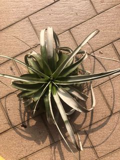 (Category: ) located in . Submitted by leaflet.co (Listing ID 1165048201, Image 1). Description: .