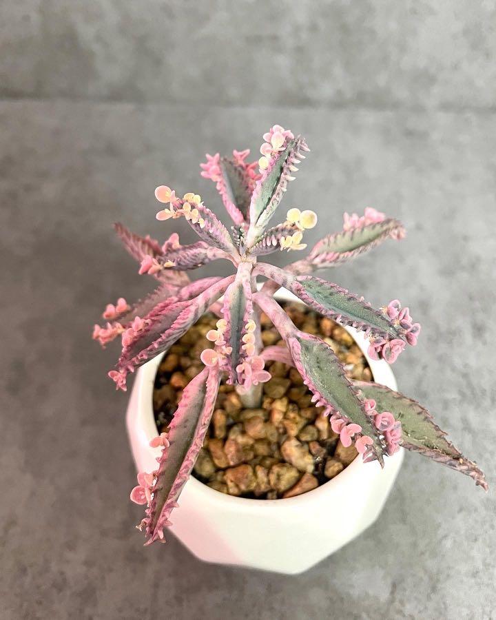 粉色不死鳥錦多肉植物 傢俬 家居 園藝 植物及種子 Carousell 粉色不死鳥錦多肉植物 傢俬 家居 園藝 植物及種子 Carousell