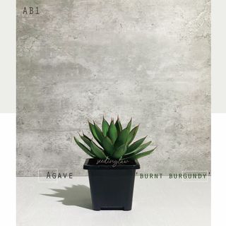 （分類：）位於 。 由 seedinglaw946 提交（商品編號 1165414944，圖片 1）。簡介： 。
