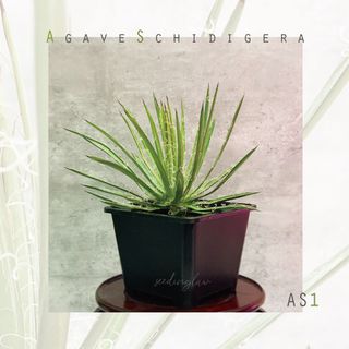 （分類：）位於 。 由 seedinglaw946 提交（商品編號 1165415289，圖片 1）。簡介： 。
