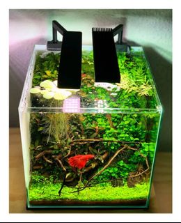 (Category: ) located in . Submitted by pearlkingg (Listing ID 1165344714, Image 1). Description: .