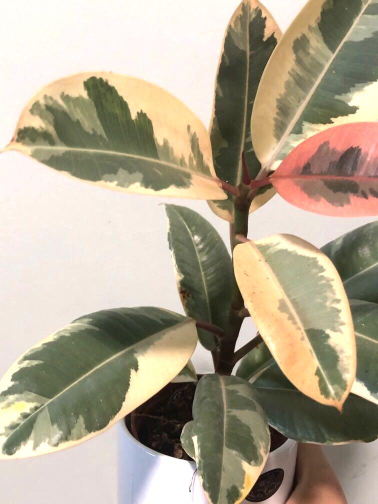 Ficus Elastica Red Ruby, Furniture & Home Living, Gardening, Plants ...