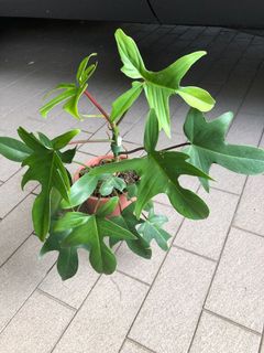 (Category: ) located in . Submitted by leaflet.co (Listing ID 1165301925, Image 1). Description: .