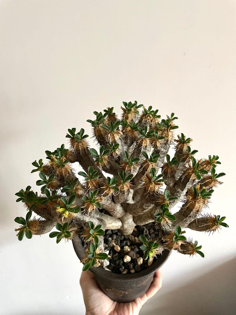 特選 塊根植物 Euphorbia globulicaulis ユーフォルビア 特選 塊根植物 Euphorbia globulicaulis ユーフォルビア